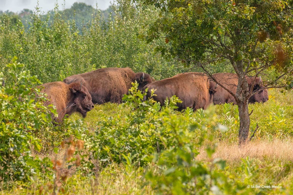 Bison at Sandhill Wildlife Area