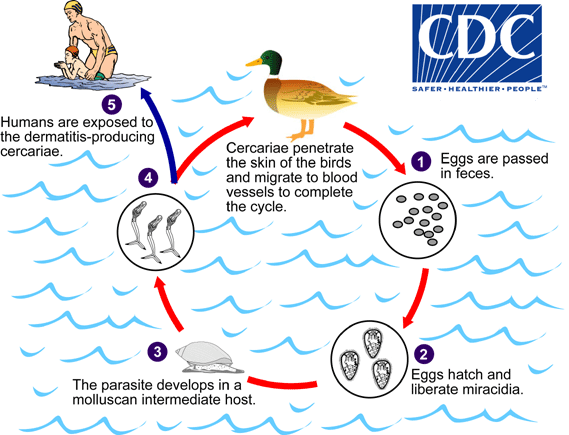 Swimmer's Itch Life Cycle