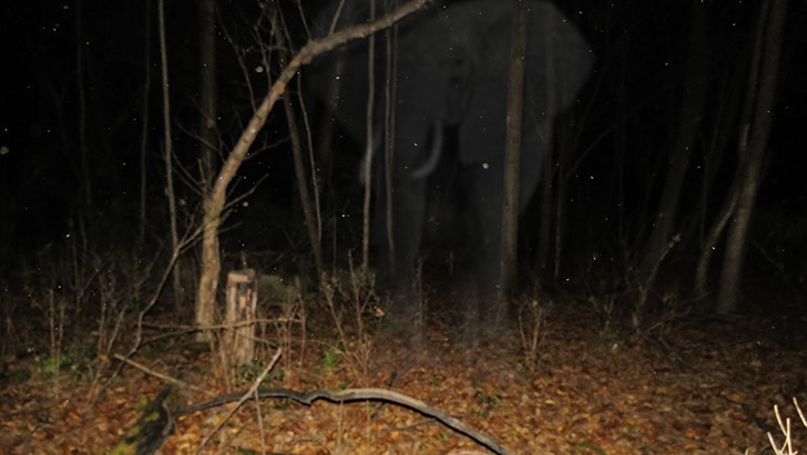 Ghostly Elephant. Possibly Photoshopped. ;) 