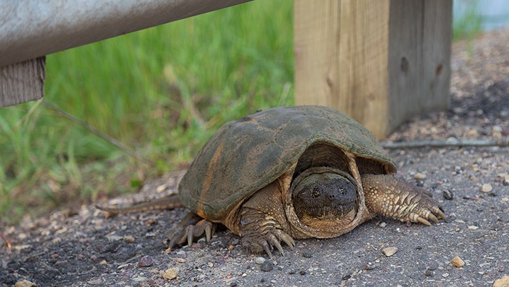 Snapping Turtle