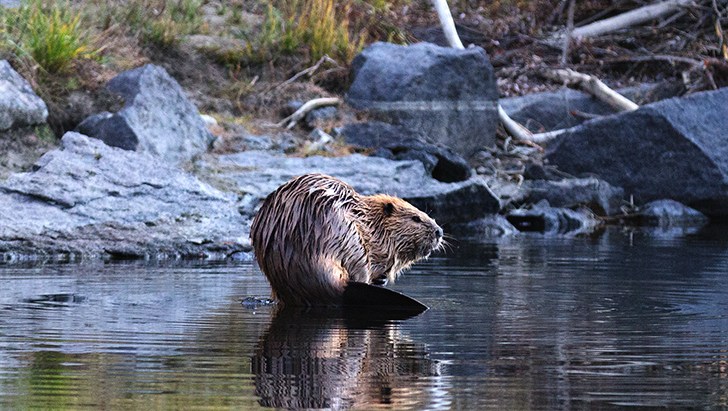 Beaver on the Snake River