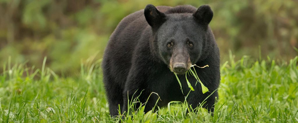 American Black Bear