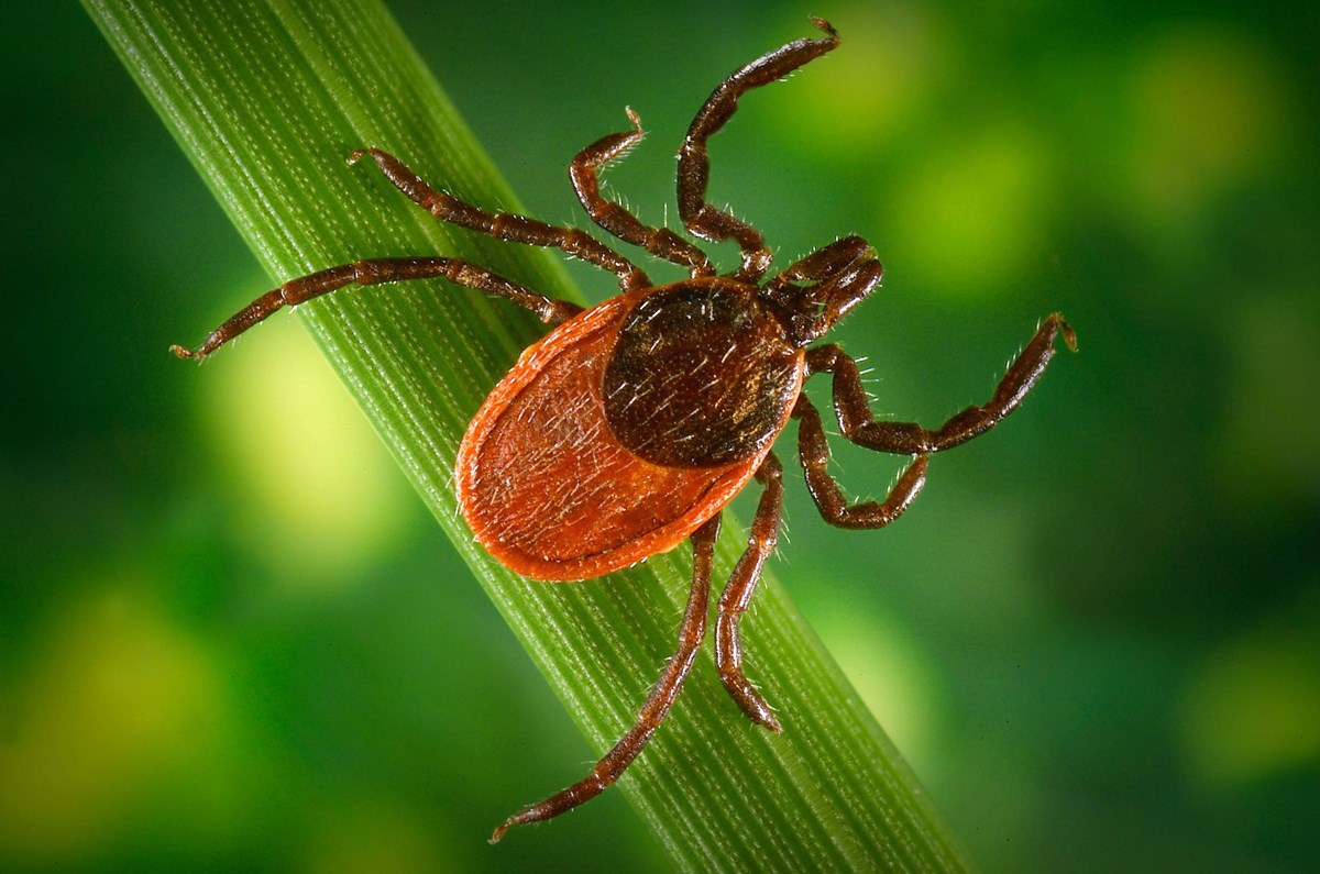 deer tick - NPS photo