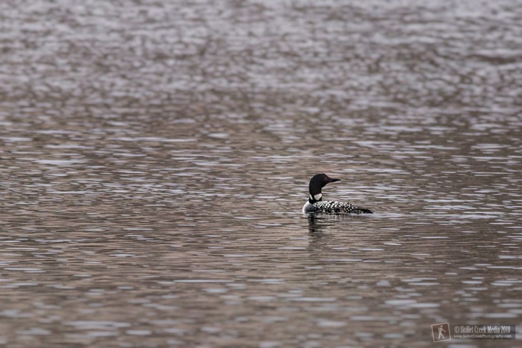 Loon on Devil's Lake.