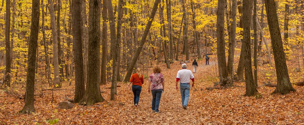 Autumn on East Bluff Woods