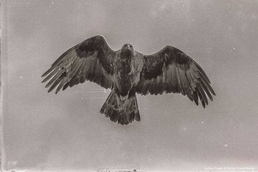 Golden Eagle Over Devil's Lake State Park