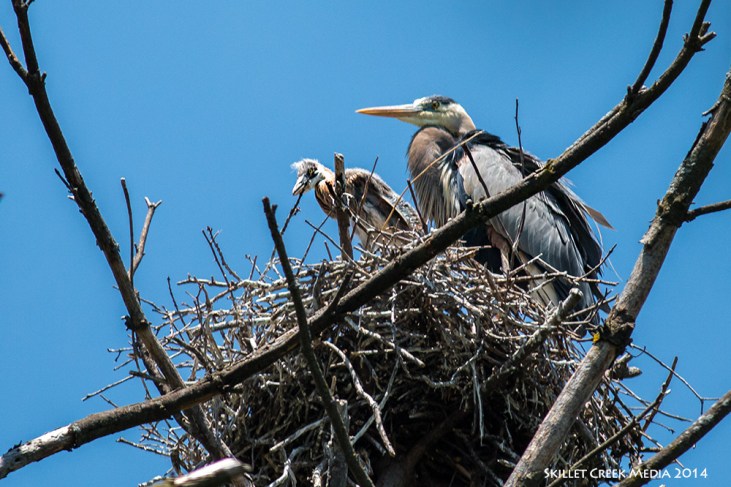 Adult Heron and chick at the rookery.