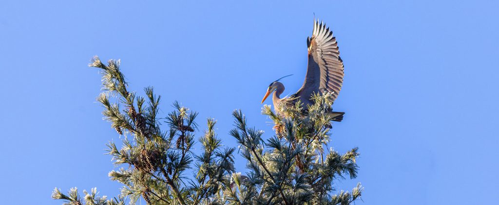 Frosty morning with the heron!