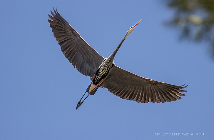 Blue Heron Rookery at Devil’s Lake State Park