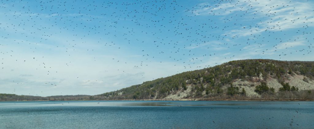 Lake Flies at Devil's Lake State Park