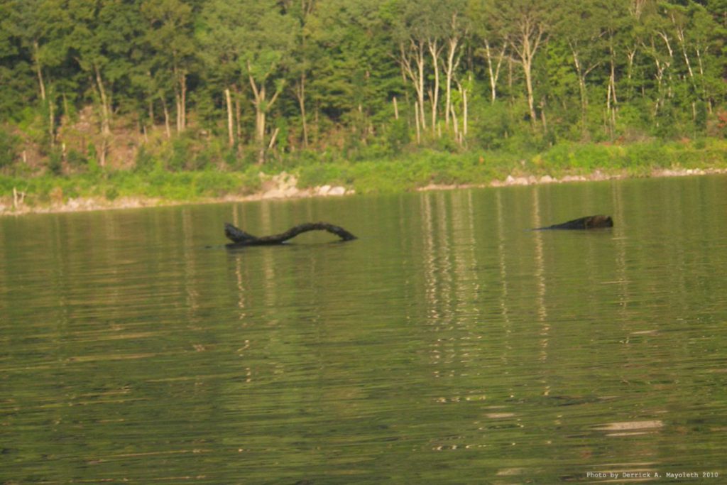 Log Or Lake Monster?