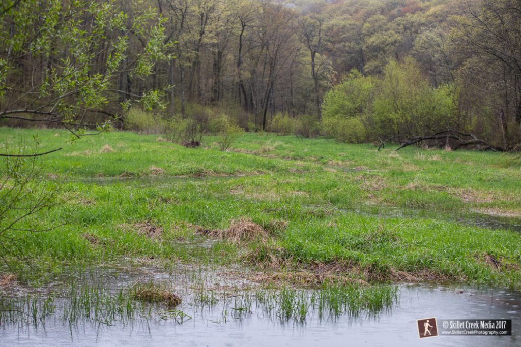 Spring and a sea of invasive reed canary grass begins to grow.