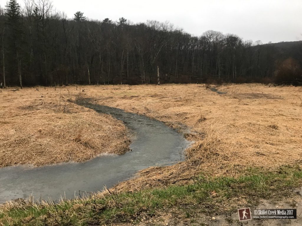 Without the beaver dam to disperse the water, the creek forms a deep channel surrounded by grass