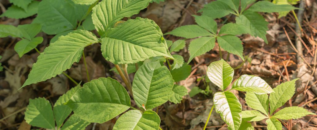 Is This Poison Ivy? - Devil's Lake State Park Area Visitor's Guide