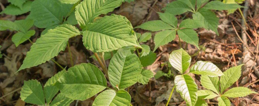 Is This Poison Ivy? - Devil's Lake State Park Area Visitor's Guide 