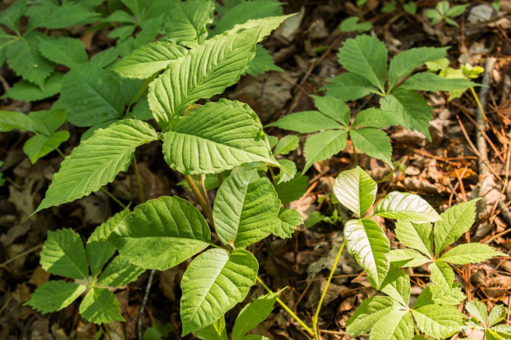 Is This Poison Ivy? - Devil's Lake State Park Area Visitor's Guide 