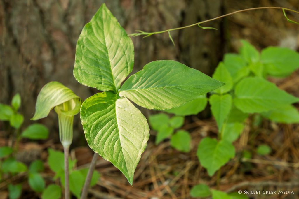 Is This Poison Ivy? - Devil's Lake State Park Area Visitor's Guide