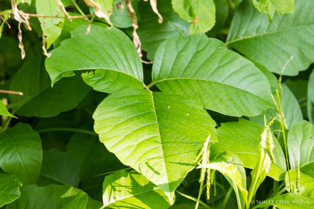 Poison Ivy is common along the trail edges at Devil's Lake State Park