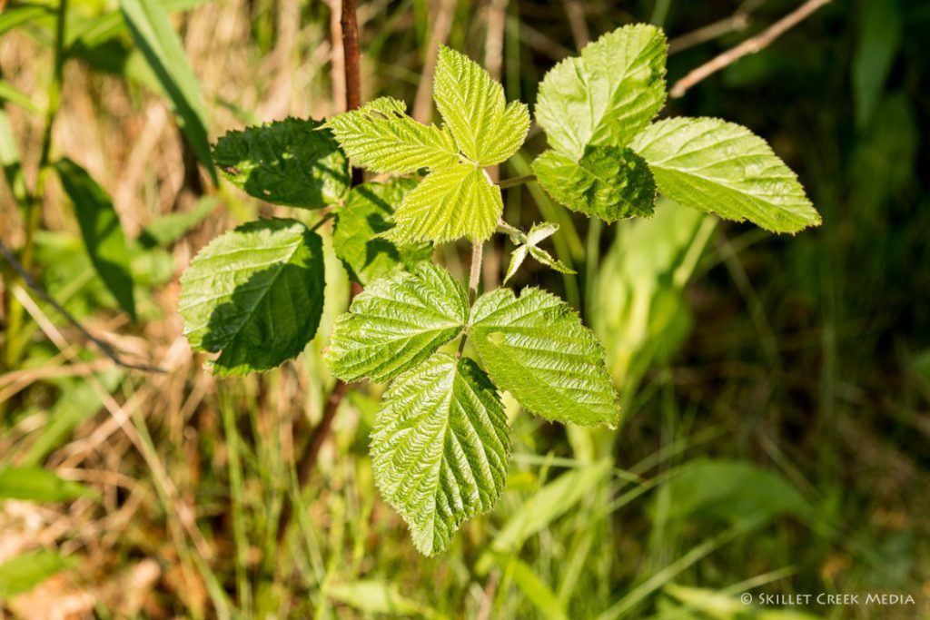 Not Poison Ivy. Wild Raspberry