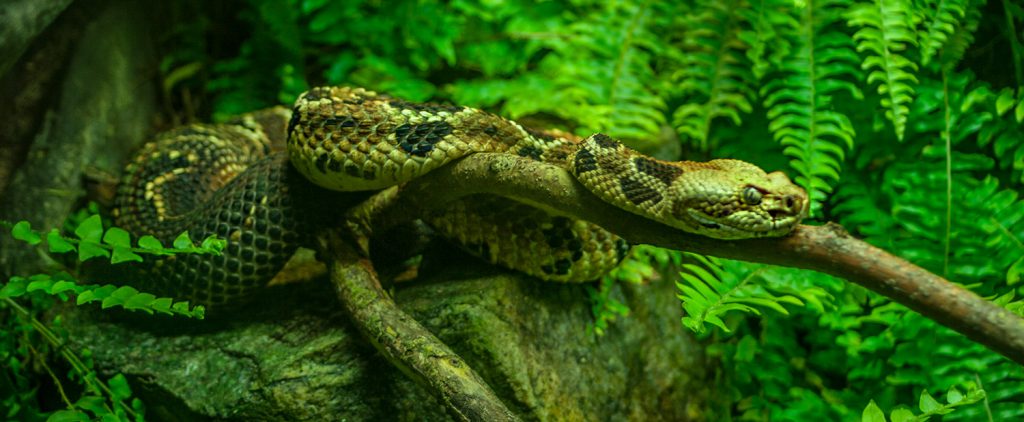 Timber Rattlesnake in Wisconsin.