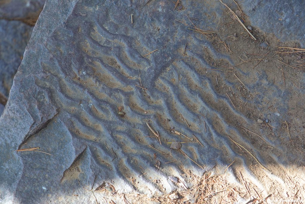Ripple marks are sedimentary structures that indicate agitation by water (current or waves) or wind.