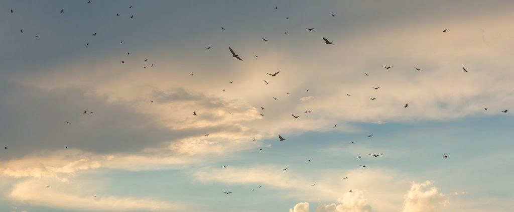 Turkey Vultures Over Devil's Lake