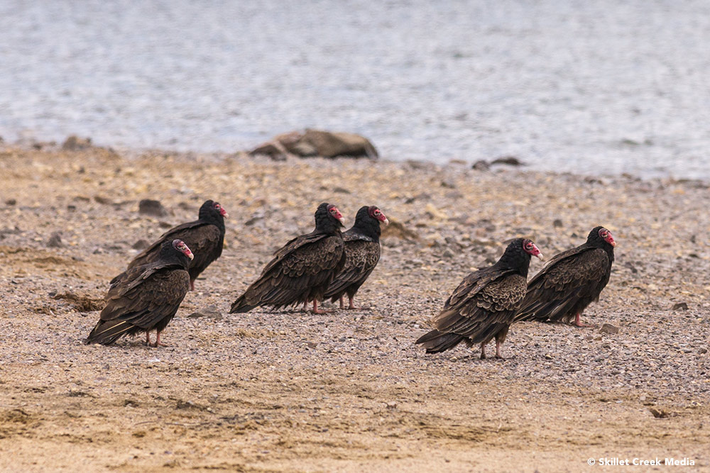 Turkey Vultures hanging out by the beach.