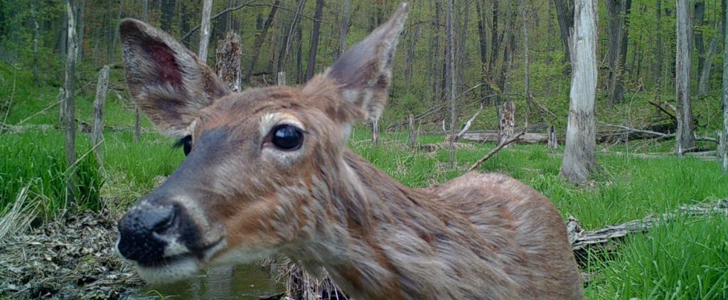 A Wet Deer. One rainy day on one of our Skillet Creek Critter Cams!