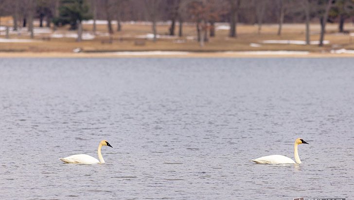 Trumpeter Swans at Devil's Lake State Park