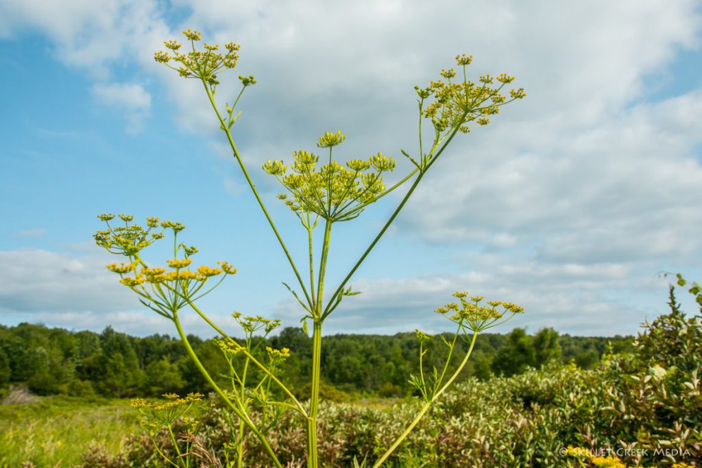 You only need to brush your skin on Wild Parsnip!