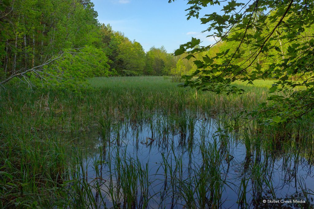 Frog pond on the Johnson Moraine Trail