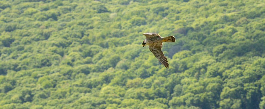 Peregrine falcon at Devil's Lake State Park.