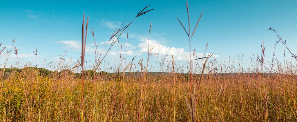 Late Summer on the Sauk Prairie