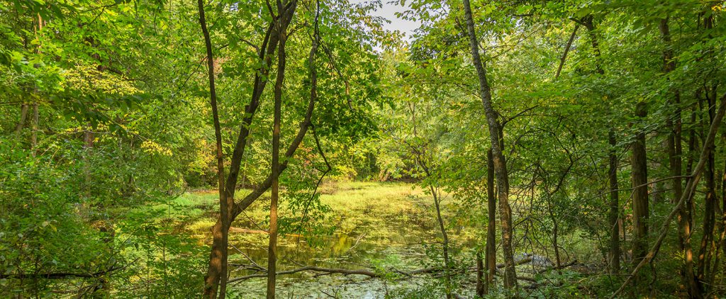 Johnson Moraine Pond