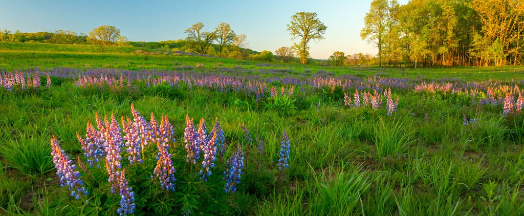 Lupine on the Merrimac Preserve.