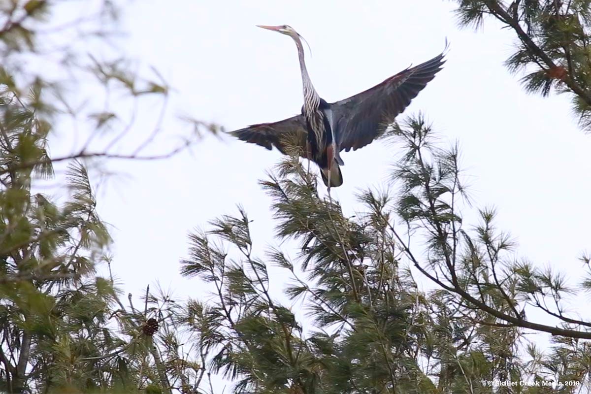 Great Blue Heron Are Back At Devil’s Lake!