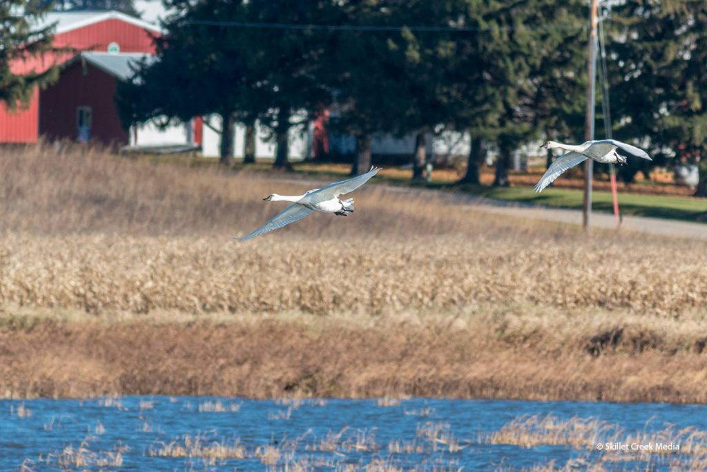 Tundra Swans