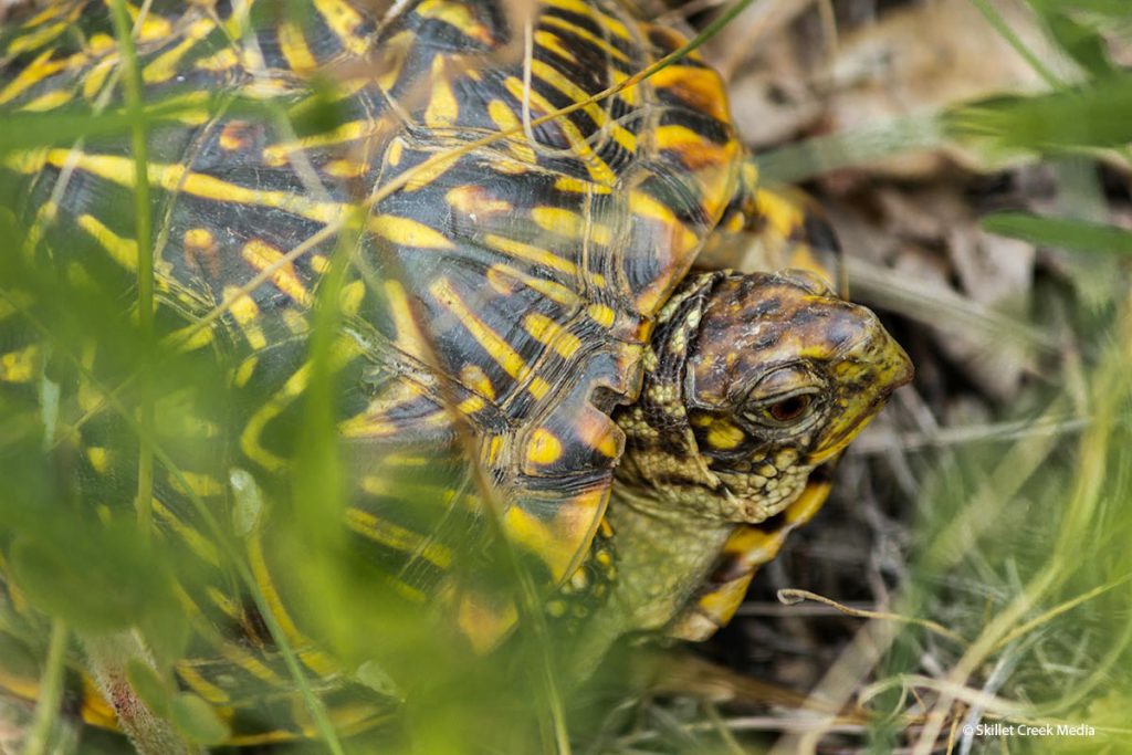 Ornate Box Turtle. Endangered in Wisconsin.