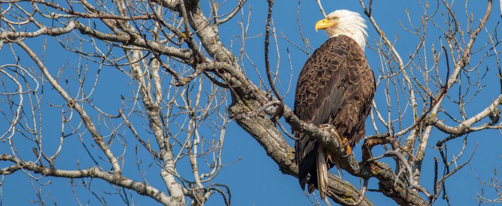 Bald Eagle Watching Sauk Prairie