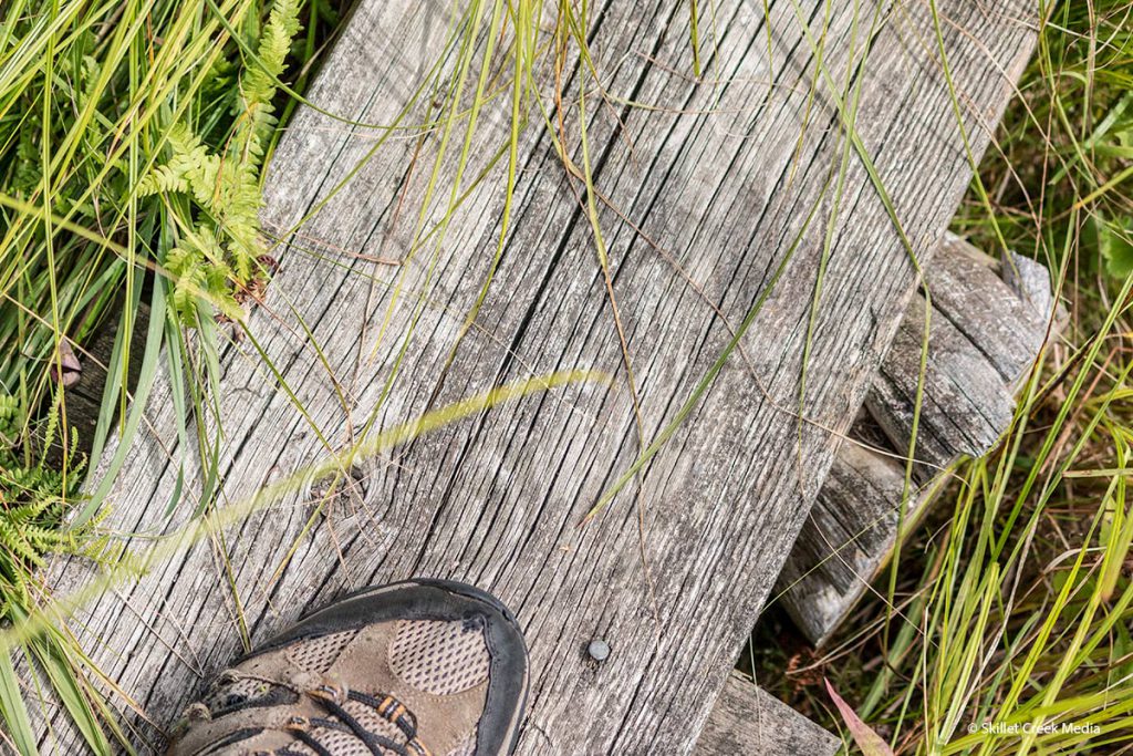 Boardwalk through wetlands.