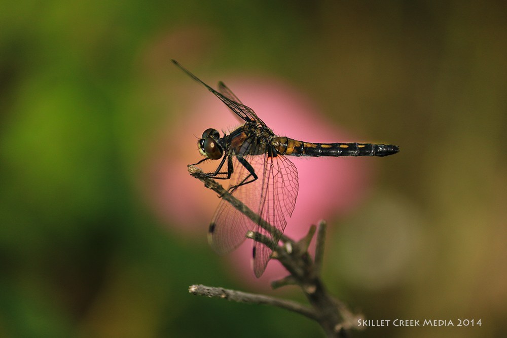 Dragonfly lands in front of a wild rose.