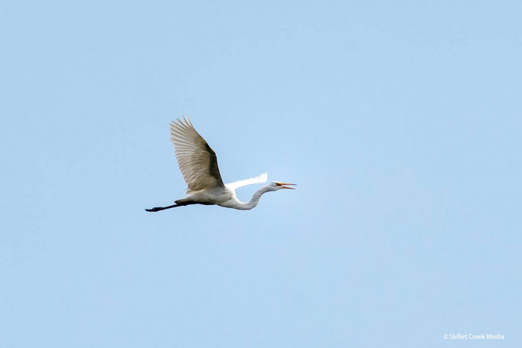 Great Egret flies over Page Creek Marsh