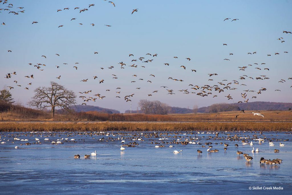 Busy skies at Goose Pond!