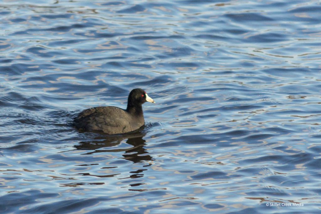 American Coot