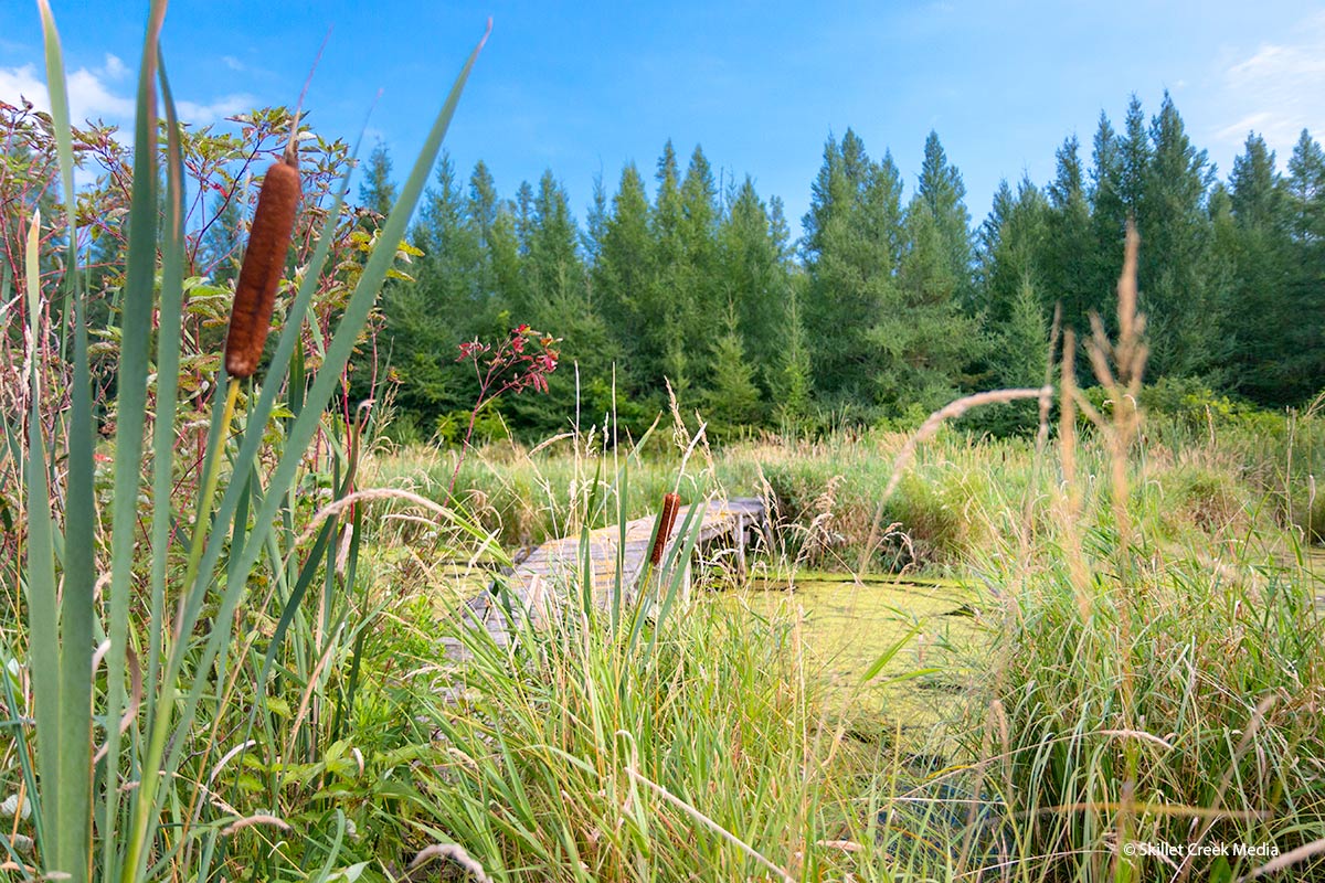 Page Creek Marsh