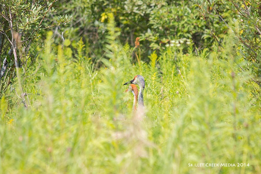 Sandhill Cranes in the tall grass