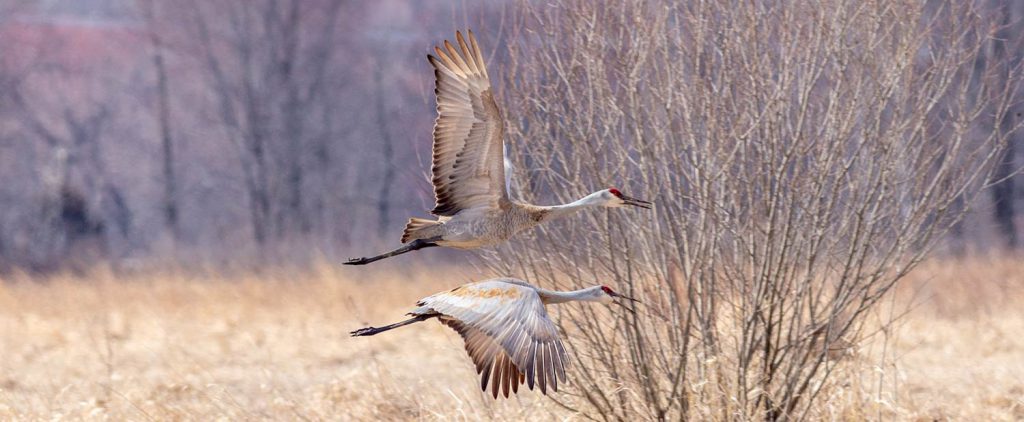 Sandhill Cranes at Pine Island Wildlife Area