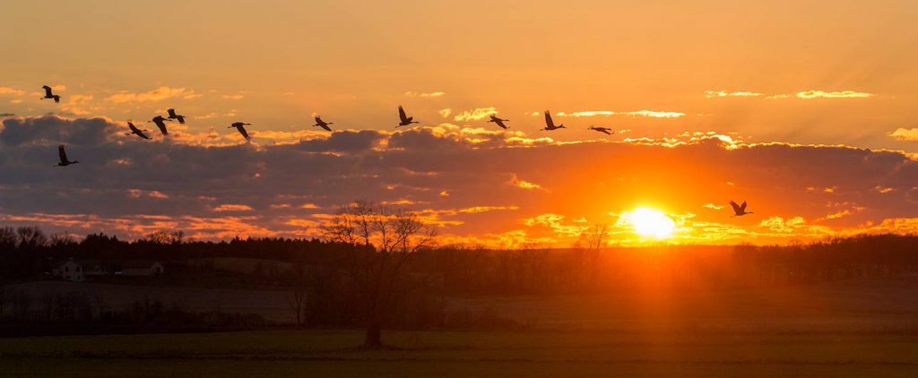 Sandhill Cranes flying over local farm fields.