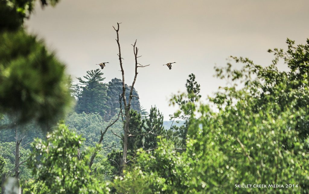 Sandhill Cranes fly over Quincy Bluff