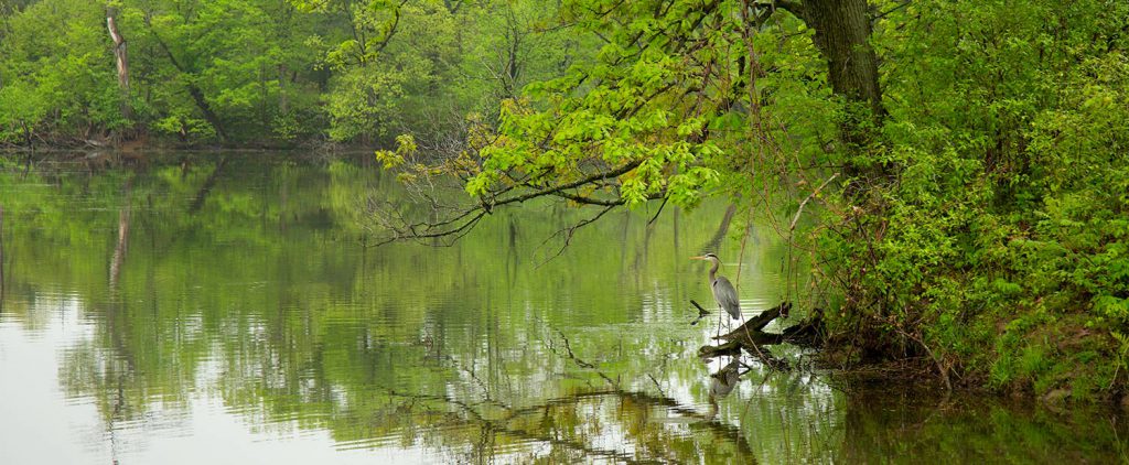 Great Blue Heron on Seeley Lake